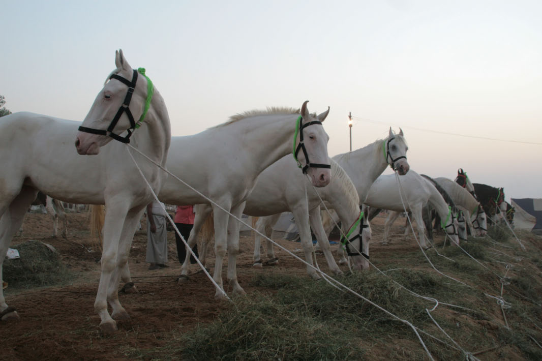 Pushkar